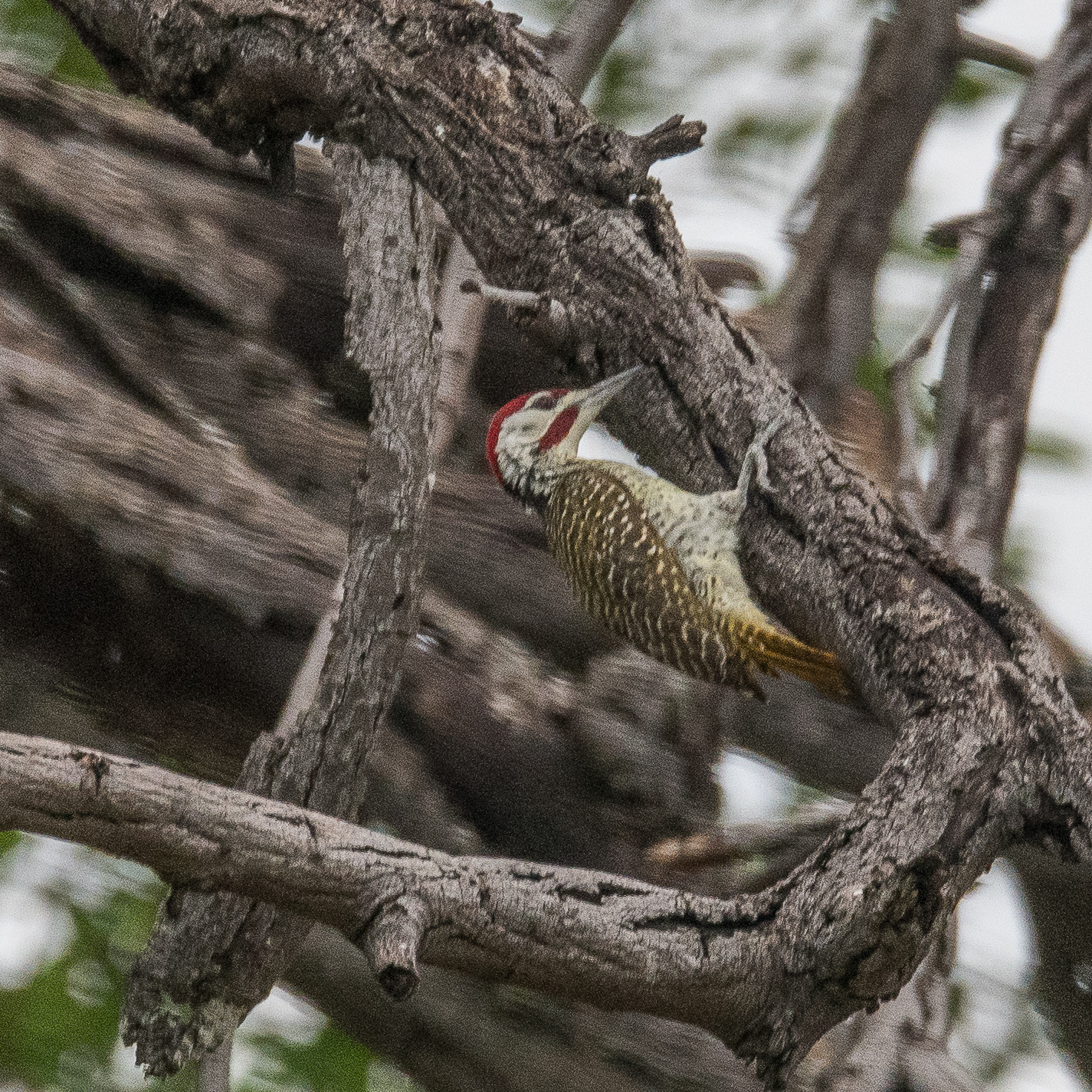 Pic de Bennett (Bennett's woodpecker, Campethera bennettii), mâle adulte cherchant sa nourriture, Shinde camp, Delta de l'Okavango, Botswana.